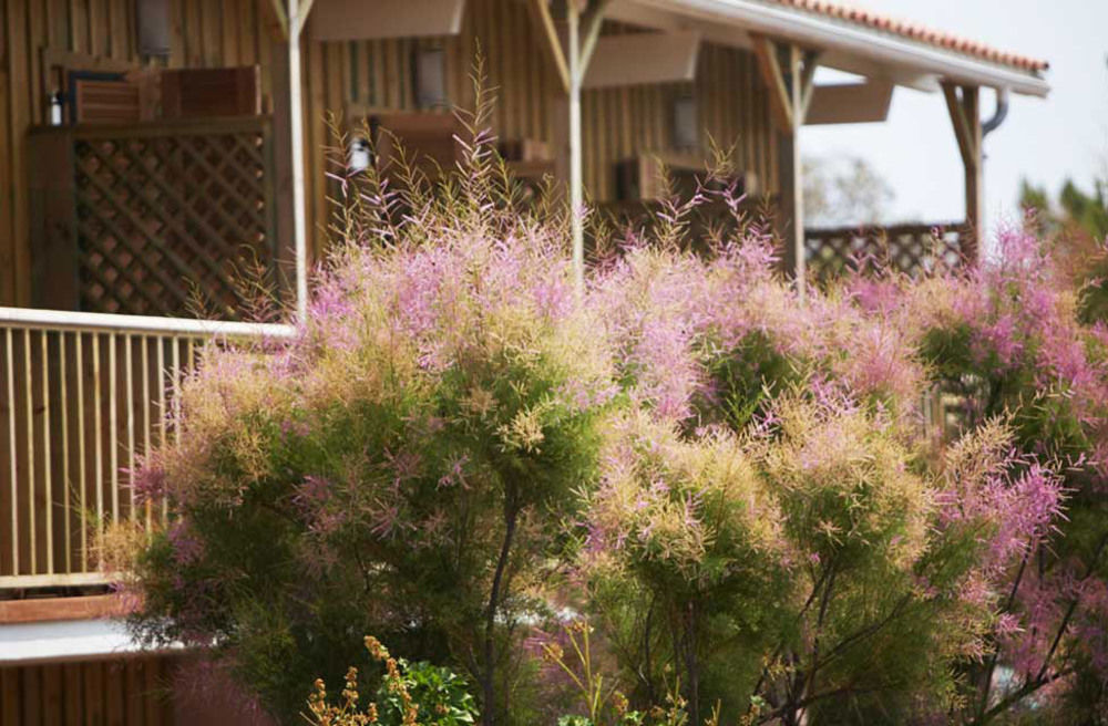 Hotel Des Dunes Lege-Cap-Ferret Exterior photo